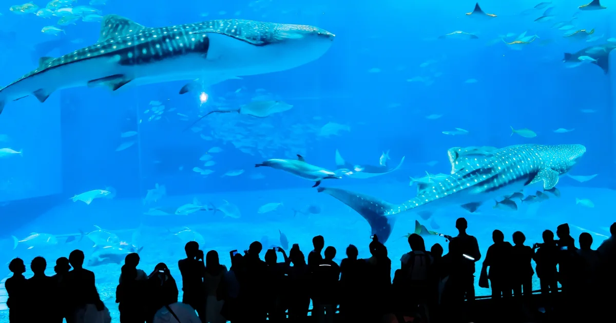 美ら海水族館の大水槽のイメージ
