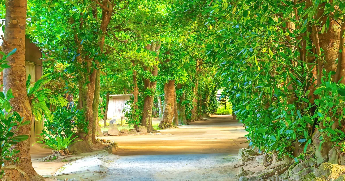 備瀬のフクギ並木（イメージ）