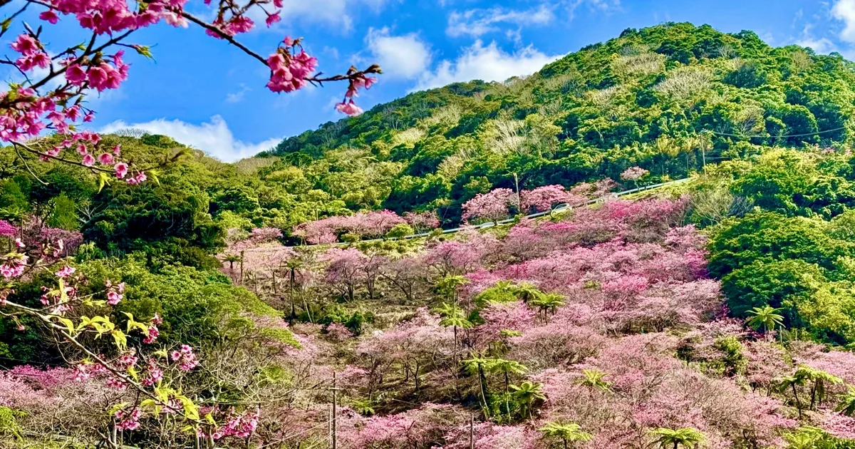 八重岳の寒緋桜（イメージ）